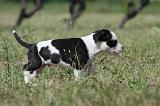 AMSTAFF  PUPPIES 084